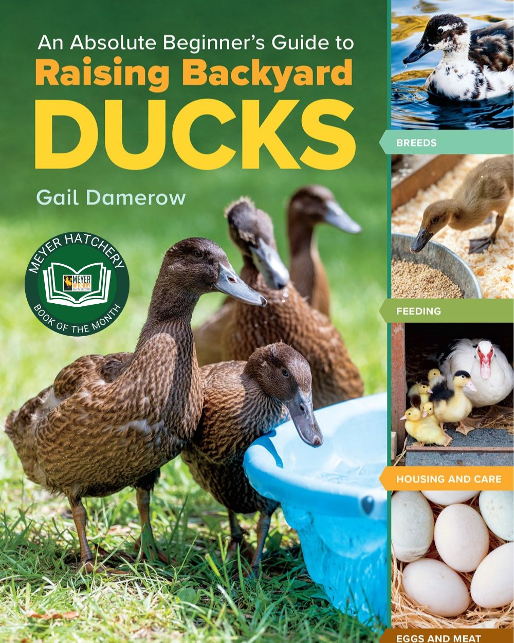 An Absolute Beginner's Guide to Raising Backyard Ducks