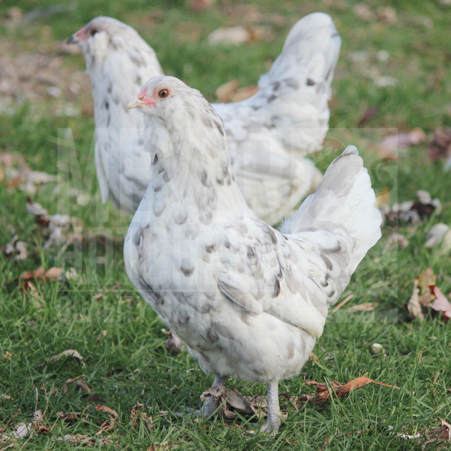 Splash Ameraucana Bantam Day Old Chicks, Gender: Female