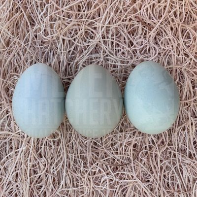 Splash Ameraucana Bantam Day Old Chicks