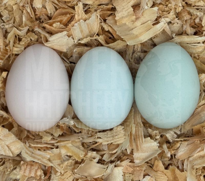Frizzle (FS) Sapphire Jewel Day Old Chicks