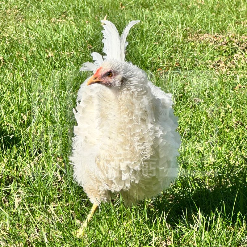Frizzle (FS) Sapphire Jewel Day Old Chicks