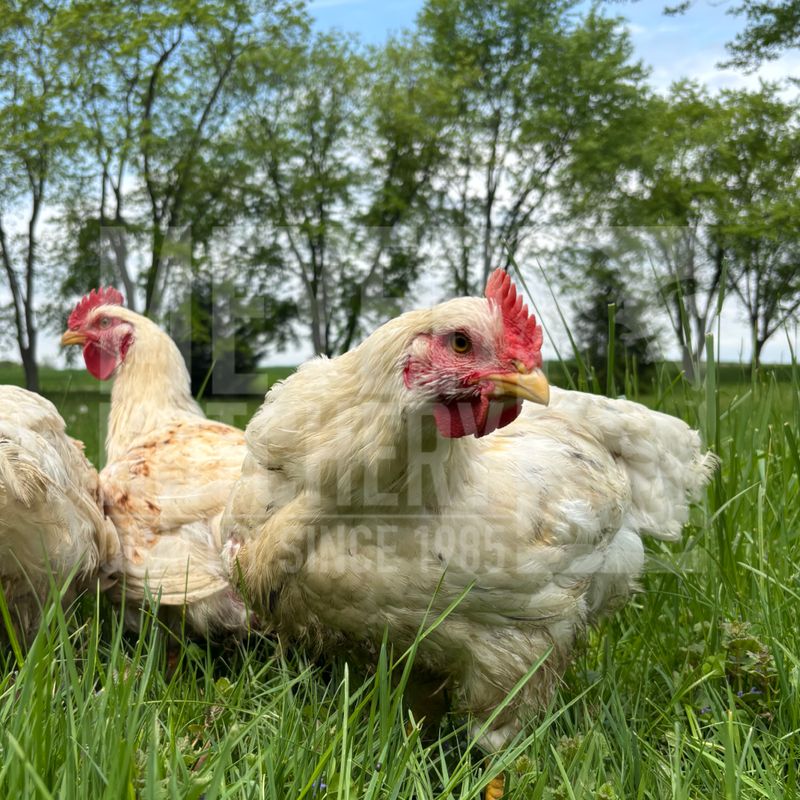 White Ranger Broiler Day Old Chicks - Ship Separate