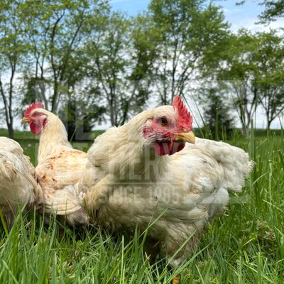 White Ranger Broiler Day Old Chicks - Ship Separate