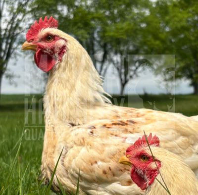 White Ranger Broiler Day Old Chicks - Ship Separate