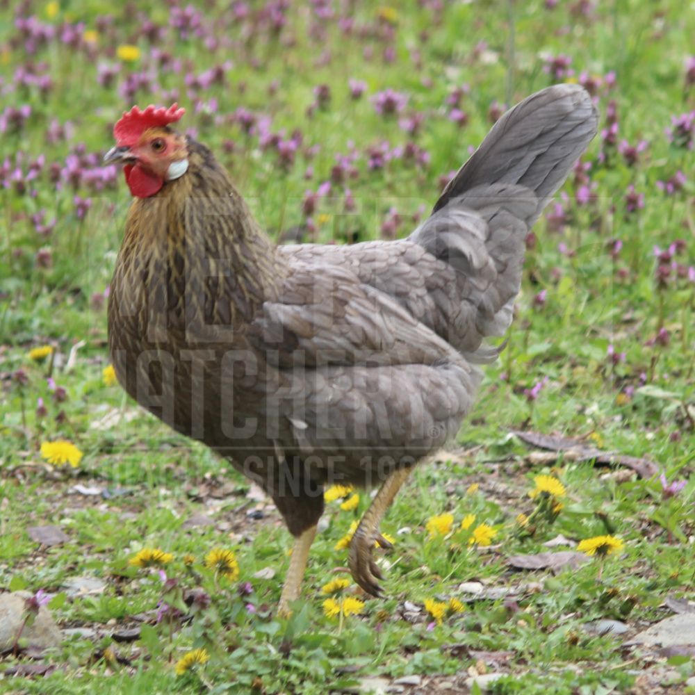 Blue (BBS) Partridge Leghorn Day Old Chicks, Gender: Female