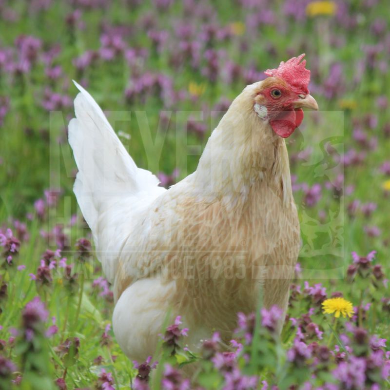 Blue (BBS) Partridge Leghorn Day Old Chicks