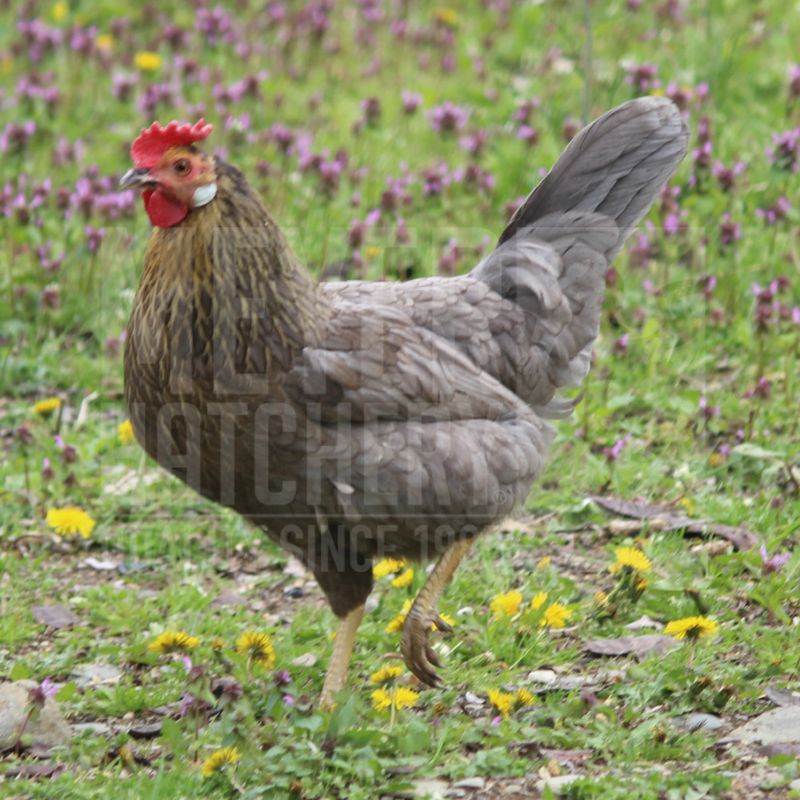 Blue (BBS) Partridge Leghorn Day Old Chicks