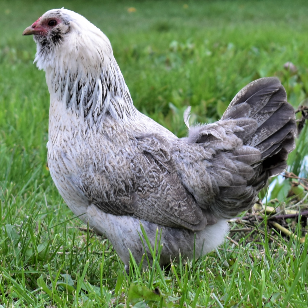 Bantam Frizzle (FS) Easter Egger Day Old Chicks, Gender: Female