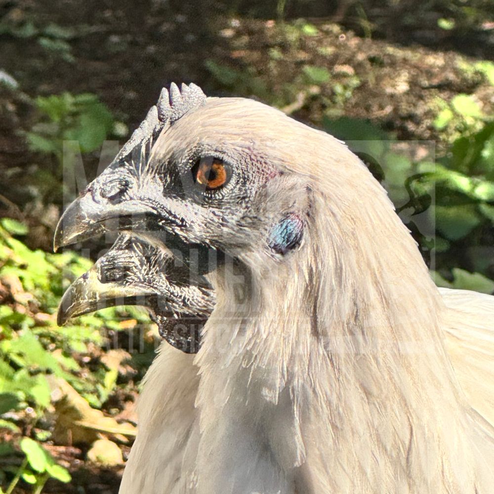 TMGE✴︎CHICKEN ZOMBIES How to get the Chicken Zombie in Grow a