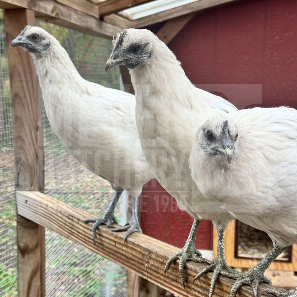 Zombie Chicken Day Old Chicks