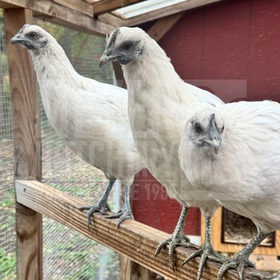Zombie Chicken Day Old Chicks