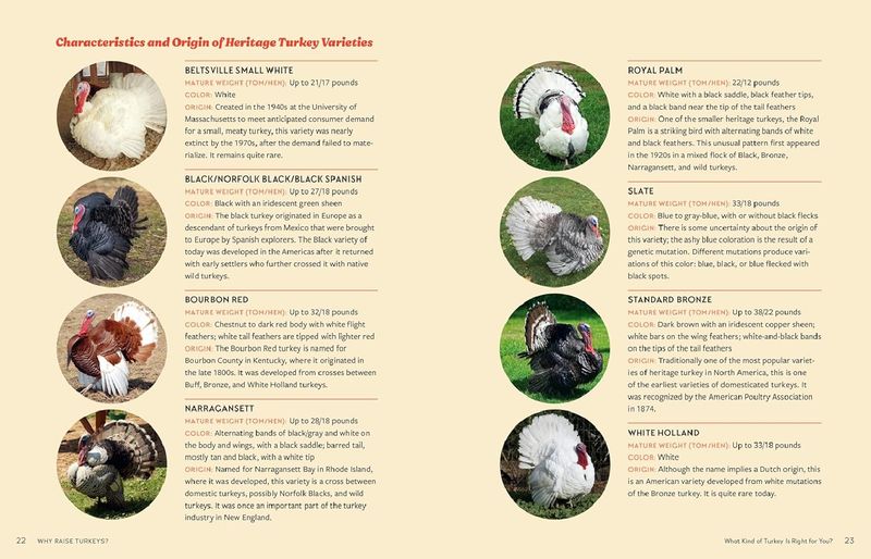 An Absolute Beginner's Guide to Raising Backyard Turkeys