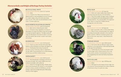 An Absolute Beginner's Guide to Raising Backyard Turkeys