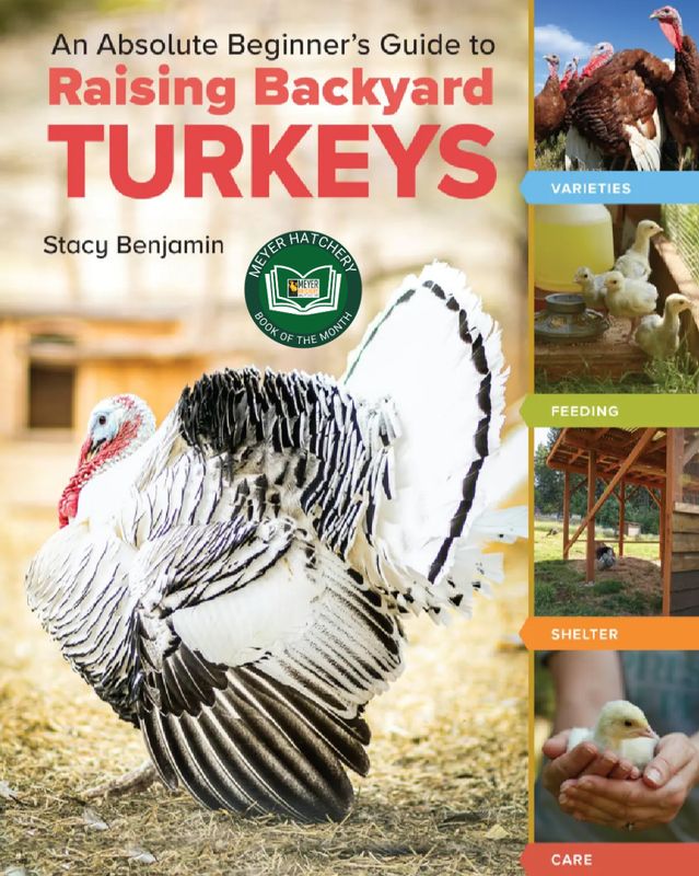 An Absolute Beginner's Guide to Raising Backyard Turkeys