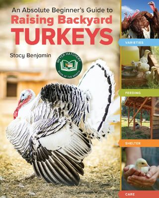 An Absolute Beginner's Guide to Raising Backyard Turkeys