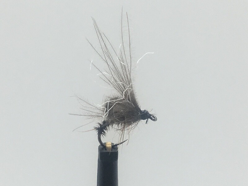 Chironome émergent foncé