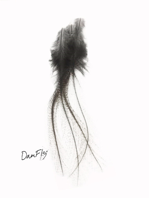 12 plumes selle coq de léon light pardo