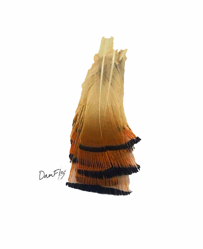 Collerette faisan doré rouge