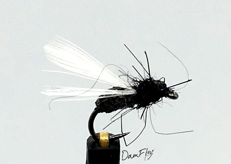 Fourmis Ailée