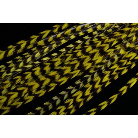 Selles de coq phénix blanc teintés jaune