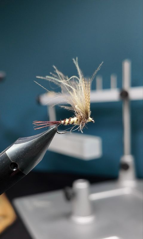 Mouche de Mai