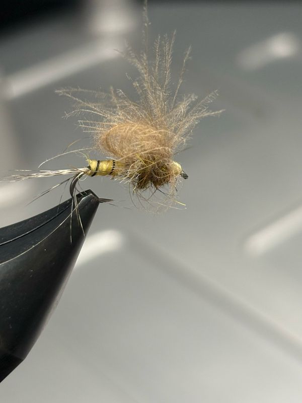Emergente de mouche de mai