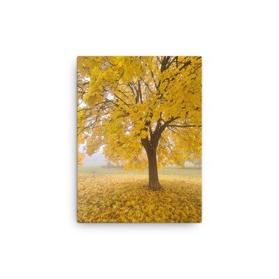 Canvas Stockholm autumn 