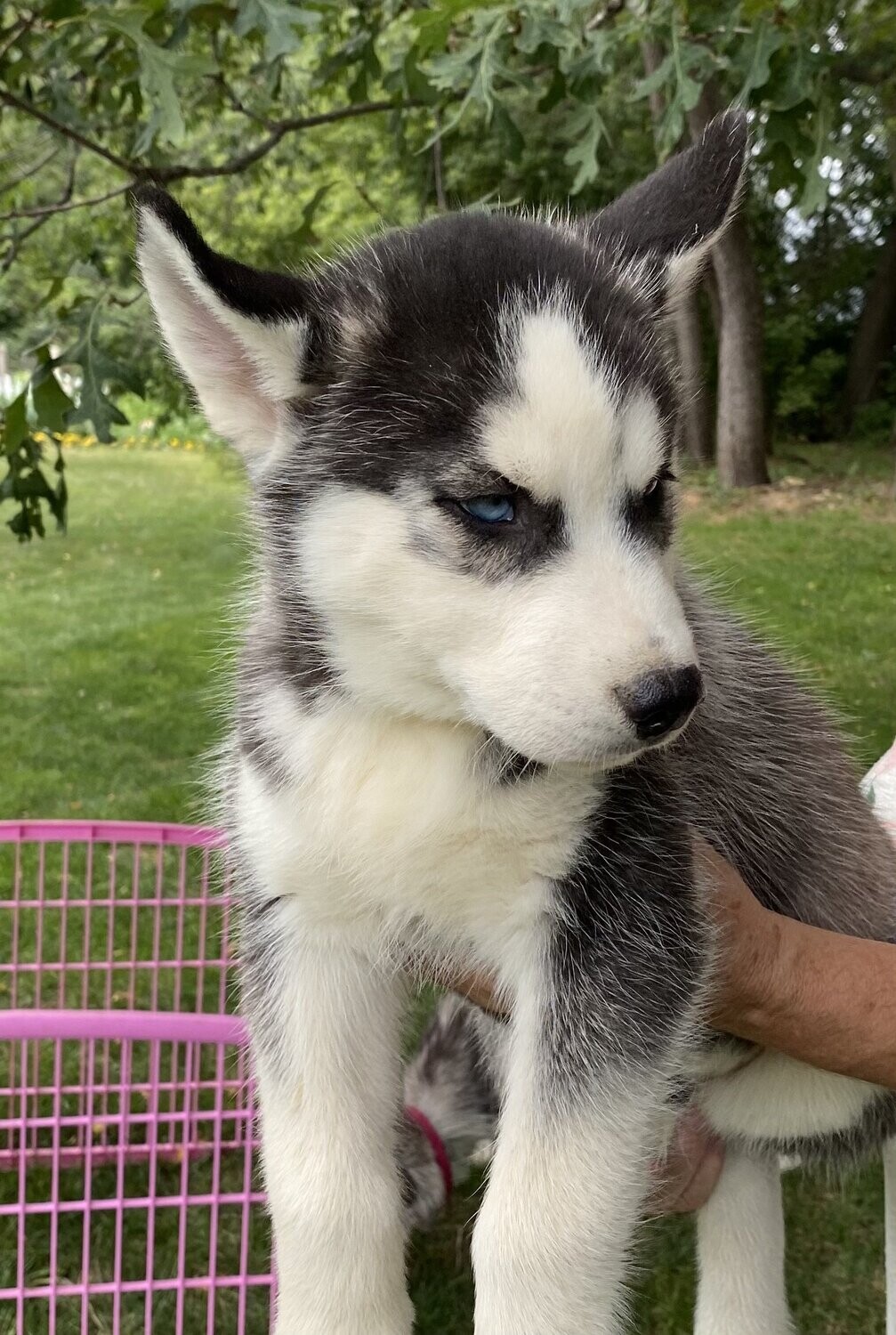 AKC & Champion Bloodlines Siberian Husky Puppy- Male 7 Blue Eyes-Dakota