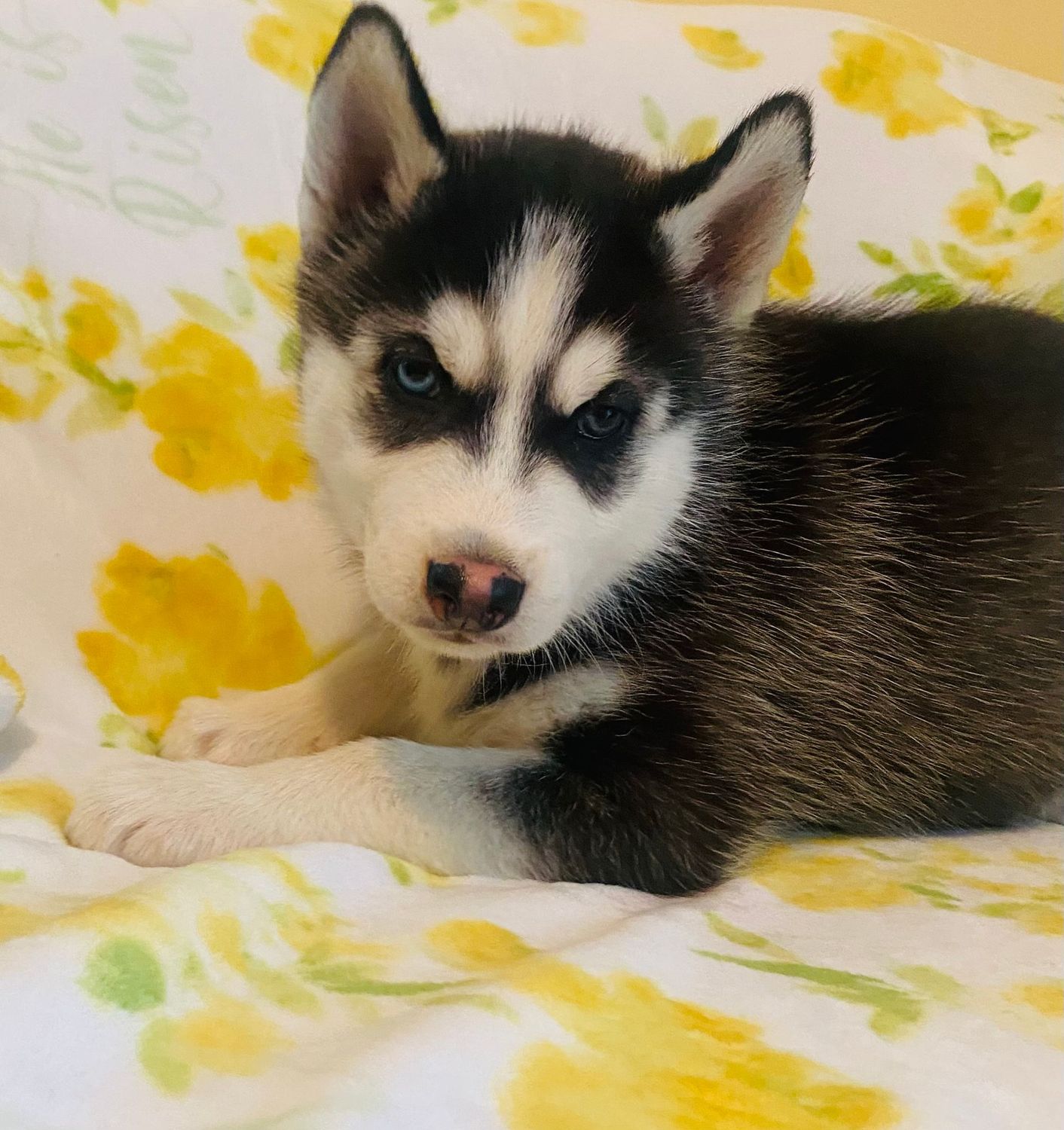 DOUBLE  AKC CHAMPION BLOODLINES! Black & White Siberian Husky Puppy Male 1 - Bi-Eyed