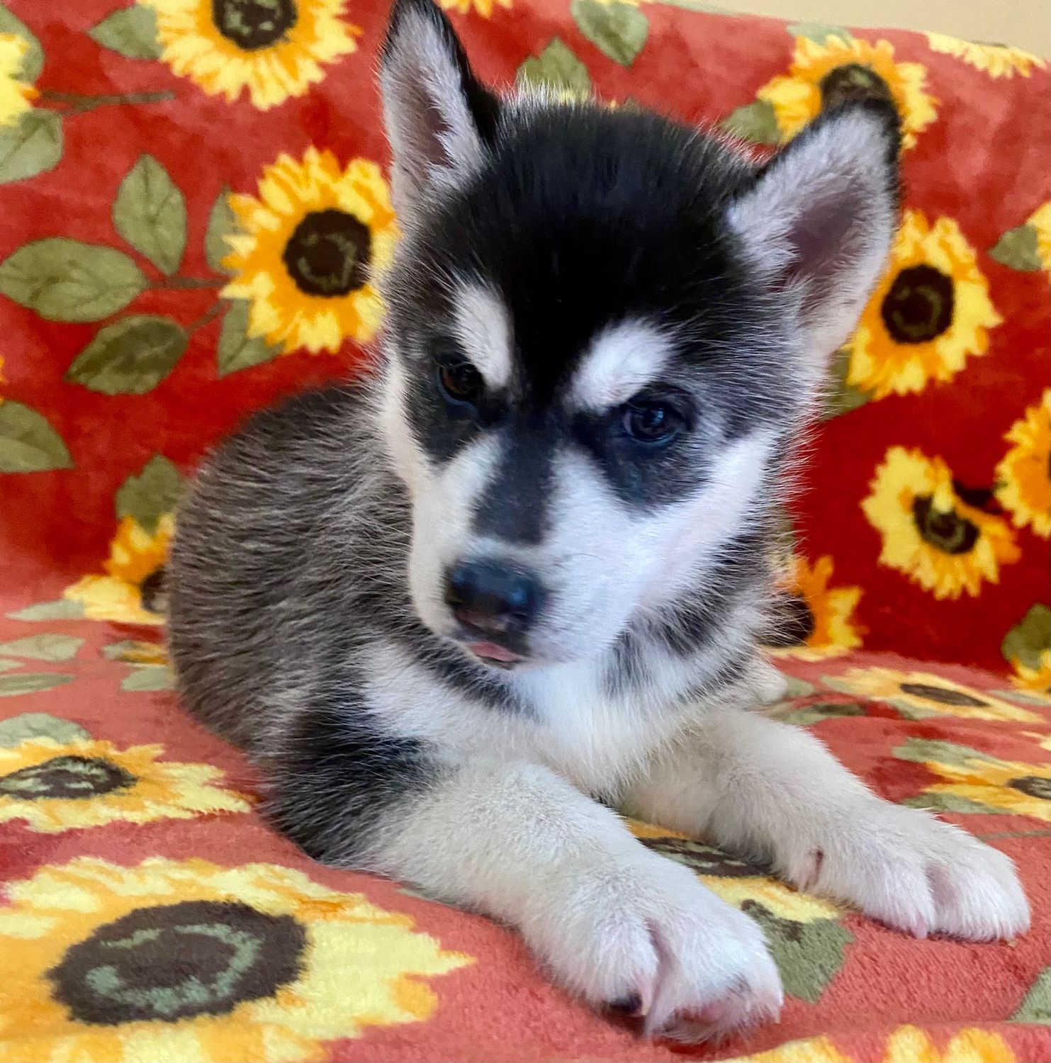 AKC CHAMPION BLOODLINES! Black & White Siberian Husky Puppy Female 1 - Brown Eyes