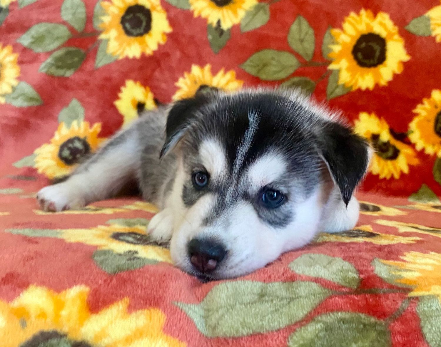 AKC Siberian Husky, CHAMPION BLOOD LINES_  Silver Grey & White/Bi-EYED female 3