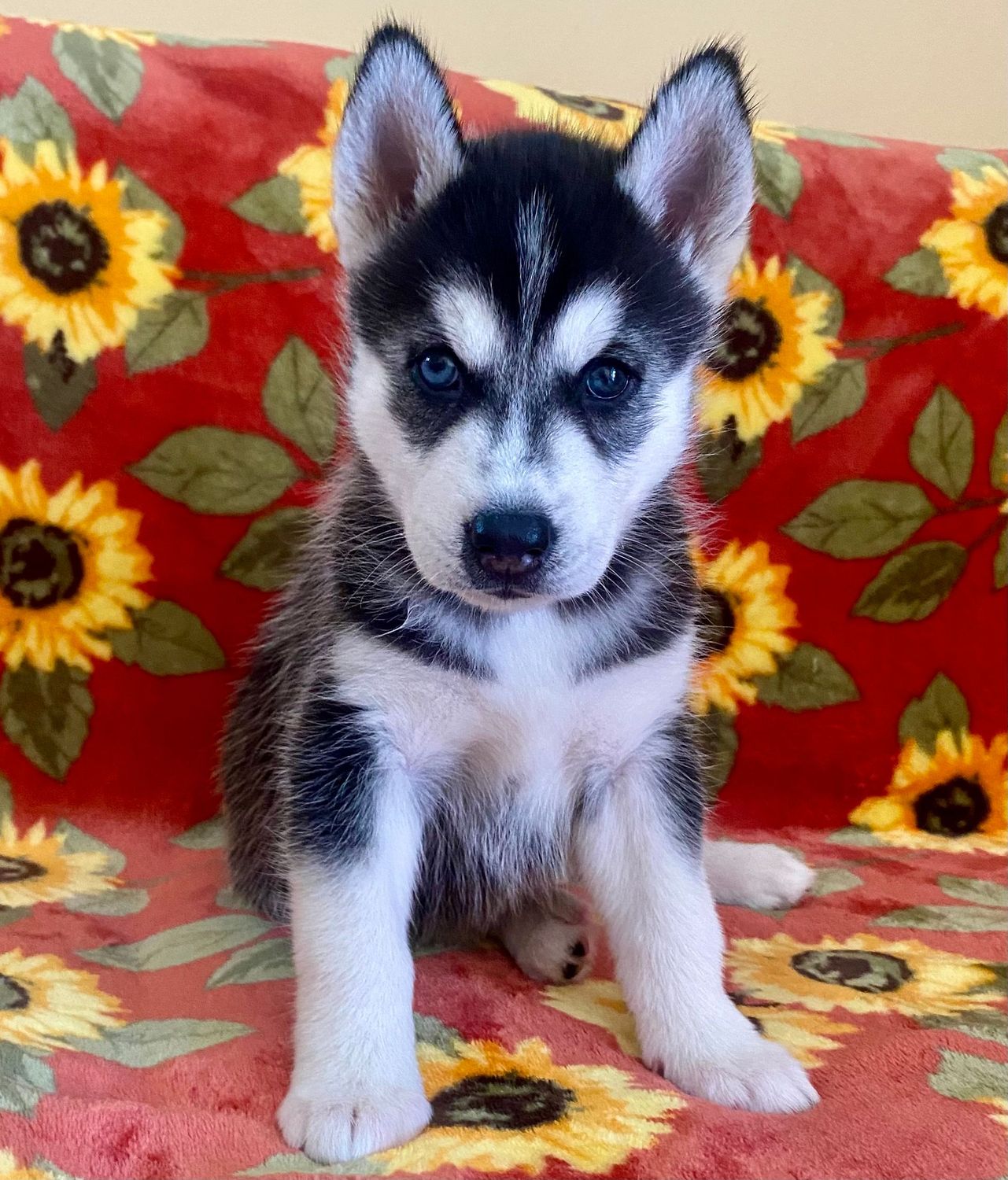 AKC- Miniture Sibierian Husky Puppy_ BI EYED_CHAMPION BLOODLINES_Female "Mini"