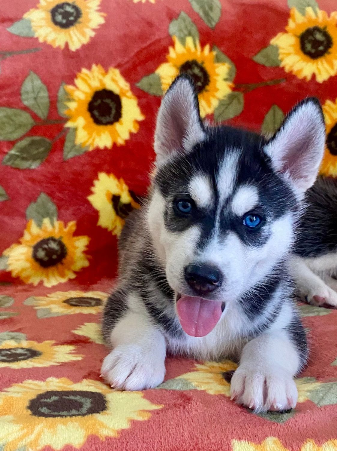 AKC MALE Black & White  Siberian Husky Puppy 2 blue eyes