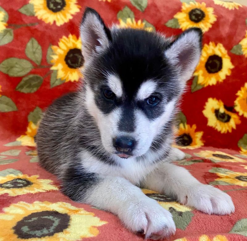 AKC CHAMPION BLOODLINES! Black & White Siberian Husky Puppy Male 1 - Brown Eyes