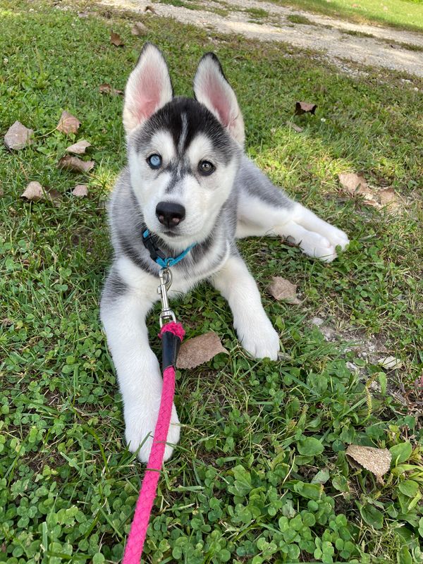 AKC Siberian Husky, CHAMPION BLOOD LINES_  Silver Grey & White/Bi-EYED female 3