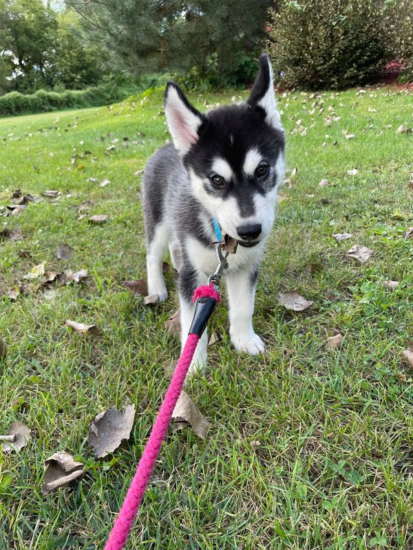 AKC- Miniture Sibierian Husky Puppy_ BI EYED_CHAMPION BLOODLINES_Female "Mini"