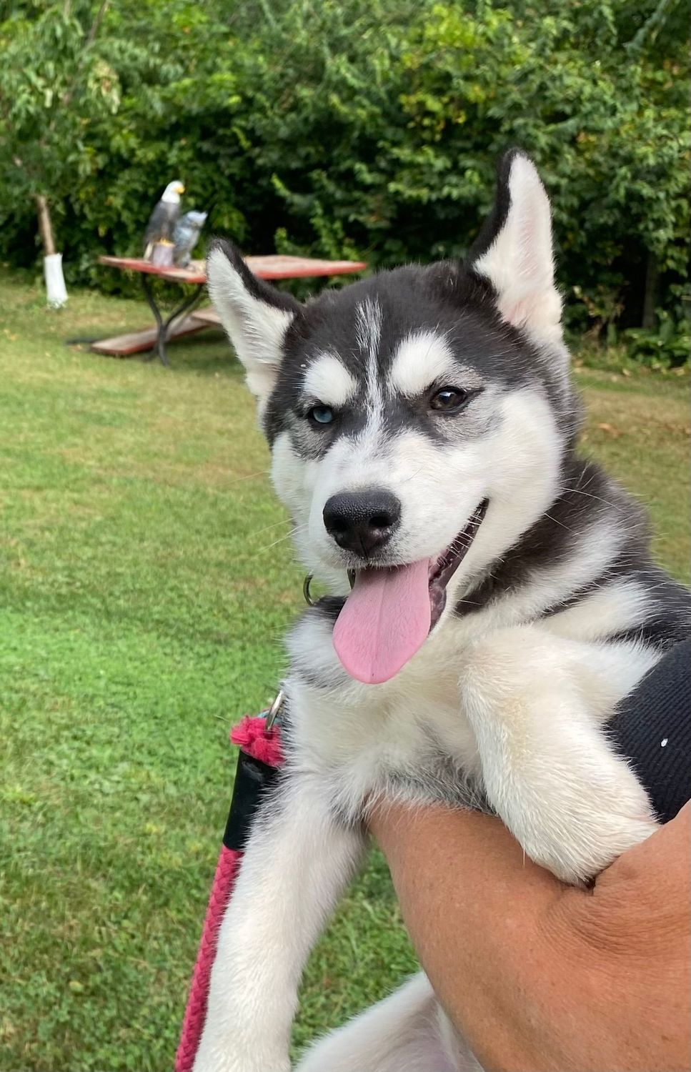 AKC- Siberian Husky Puppy_ BI EYED_CHAMPION BLOODLINES_Female
