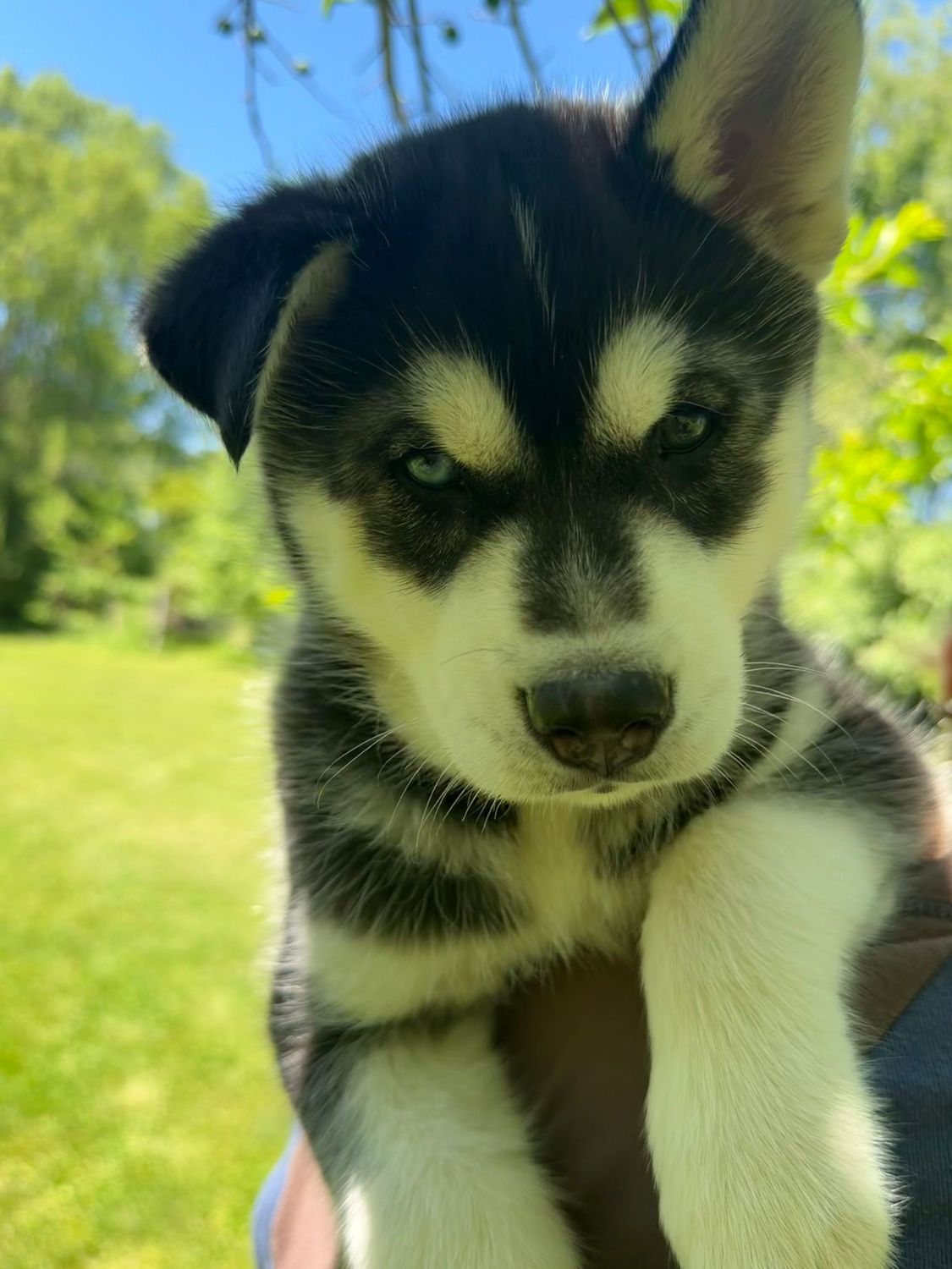 Male 2- Black & White Siberian Husky Puppy- Bi- Eyes Male 2- Black & White Siberian Husky Puppy- Bi- Eyes