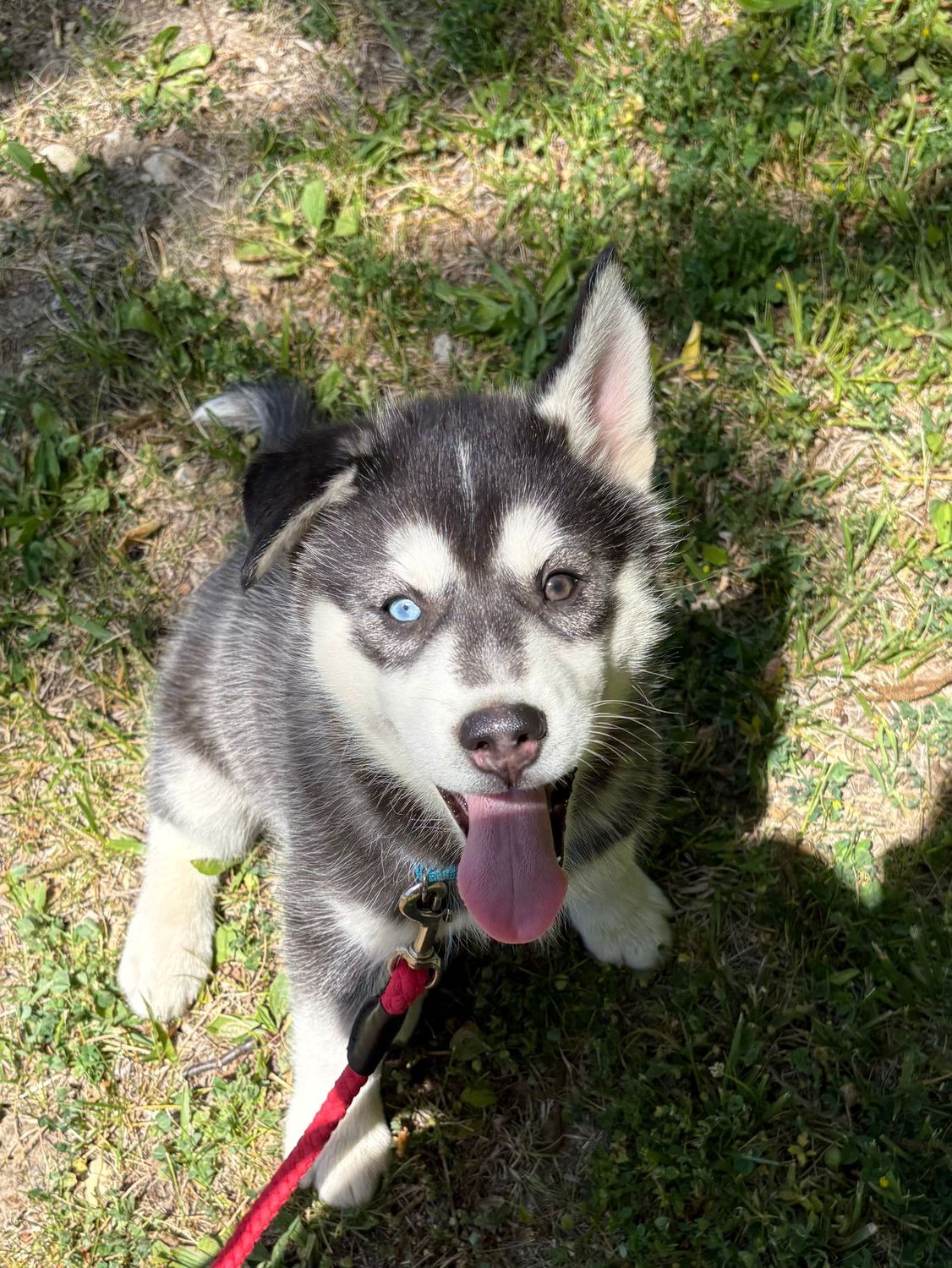 AKC- Male Siberian Husky (4 )Bi-Eyed Male AKC- Male Siberian Husky (4 )Bi-Eyed Male