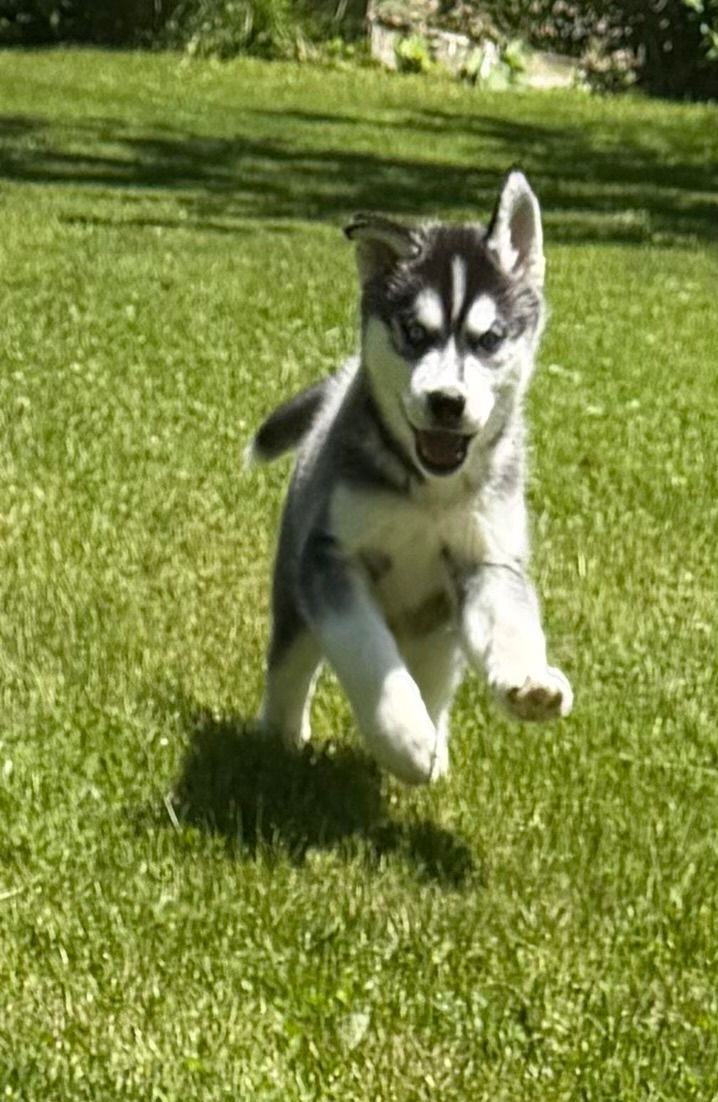 SIBERIAN HUSKY PUPPY #3 AKC_ CHAMPION BLOODLINES - BROWN EYES_BLACK AND WHITE_MALE SIBERIAN HUSKY PUPPY #3 AKC_ CHAMPION BLOODLINES - BROWN EYES_BLACK AND WHITE_MALE