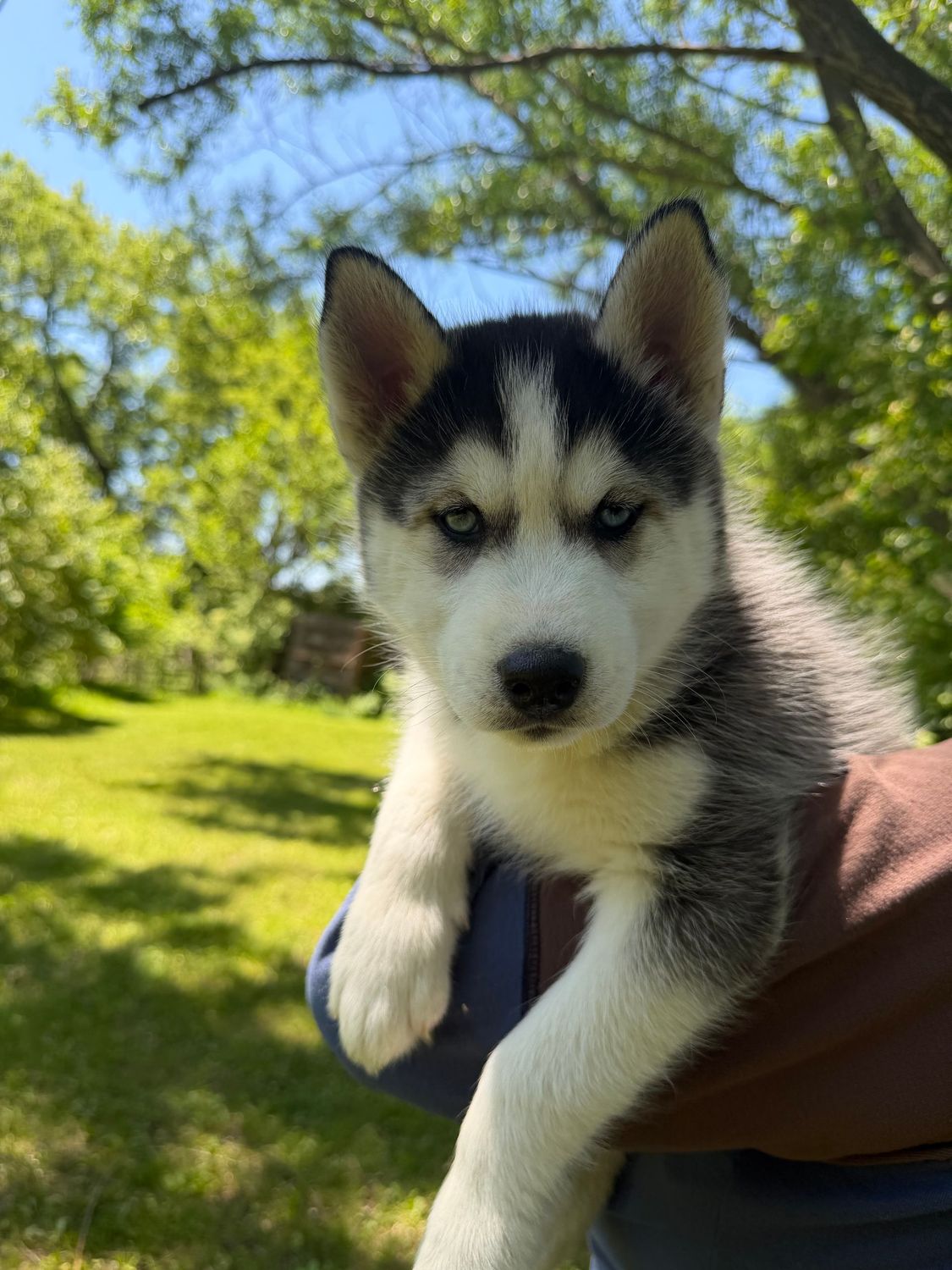 AKC SIBERIAN HUSKY/ BLUE EYES / MALE 1-CHAMPION BLOOD LINES AKC SIBERIAN HUSKY/ BLUE EYES / MALE 1-CHAMPION BLOOD LINES