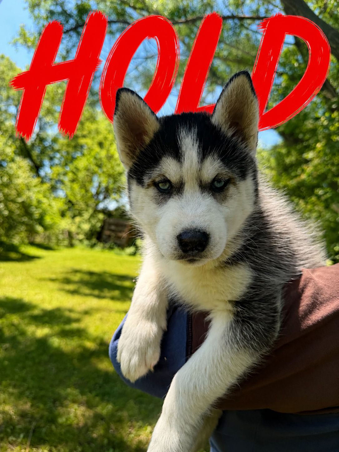 HOLD-AKC SIBERIAN HUSKY/ BLUE EYES / HOLD-AKC SIBERIAN HUSKY/ BLUE EYES /