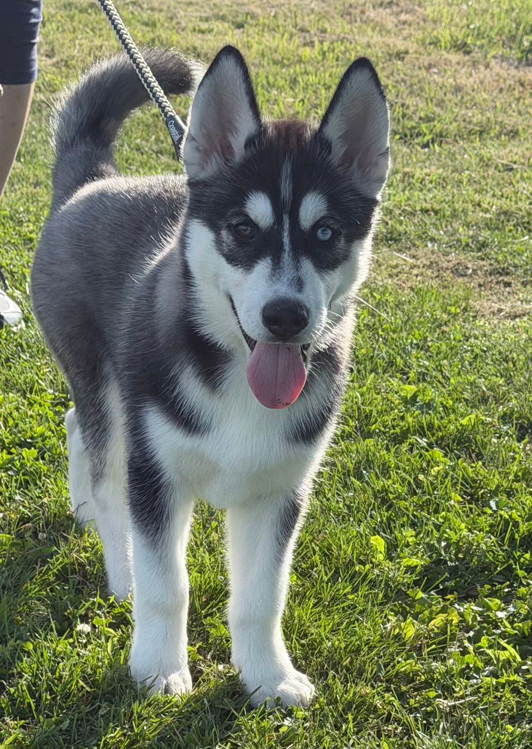 AKC SIBERIAN HUSKY/ BI Eyed / AKC SIBERIAN HUSKY/ BI Eyed /