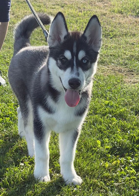 AKC SIBERIAN HUSKY/ BI Eyed / AKC SIBERIAN HUSKY/ BI Eyed /