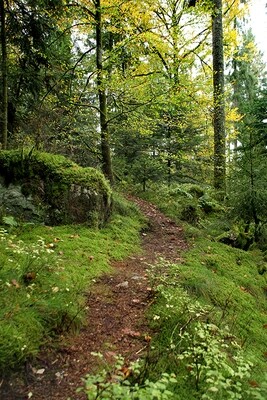 Sculpter la Forêt - Ed Hoebeke