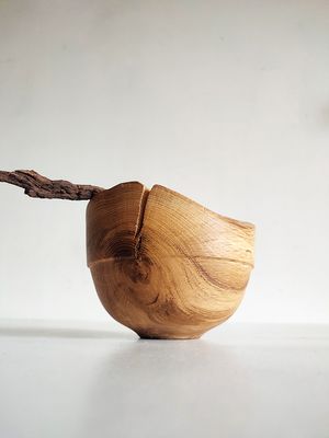 Coupe Chêne