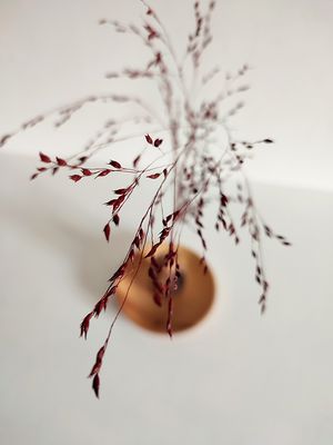 Duo Coupelle &amp; Vase