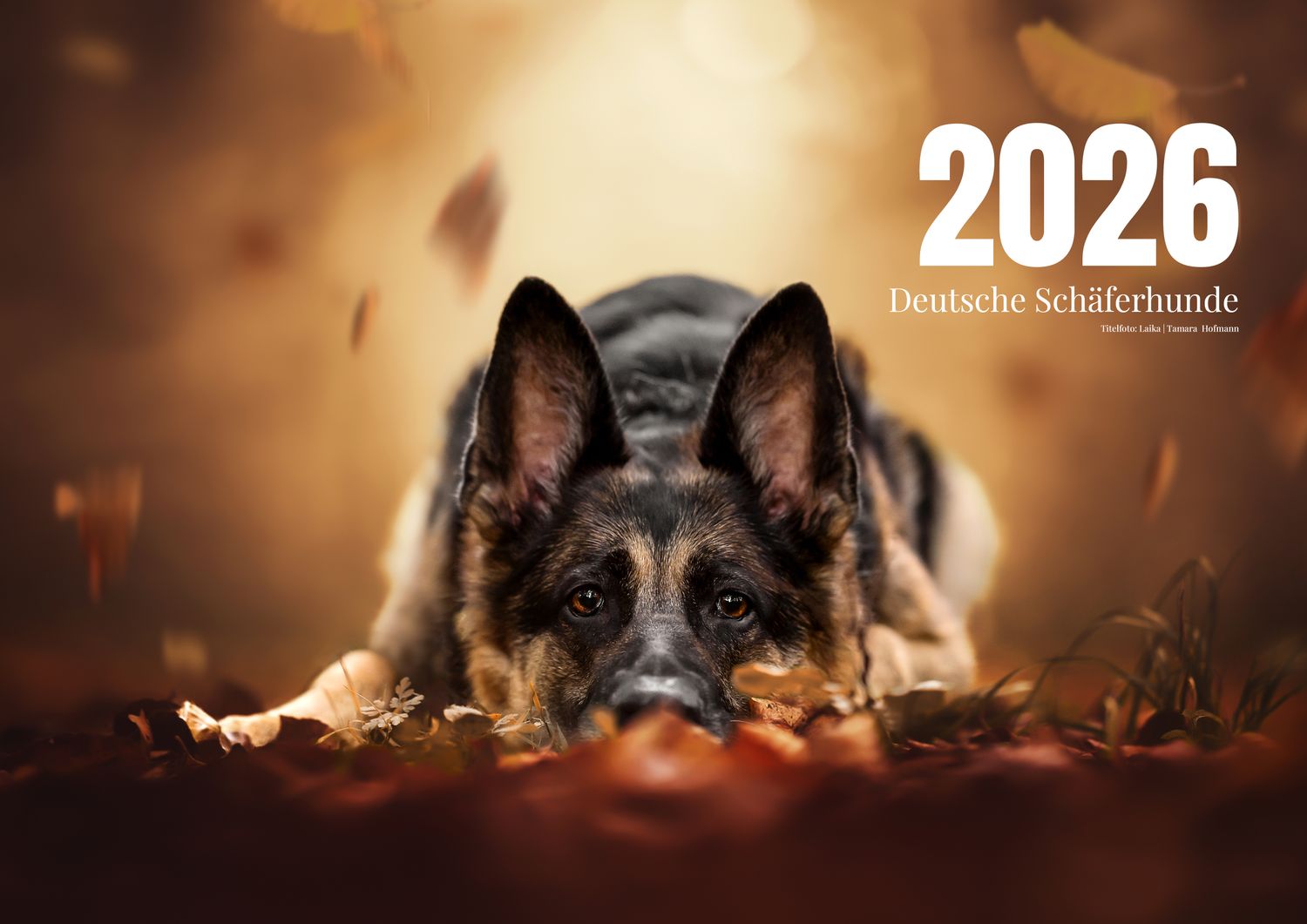 Kalender Deutscher Schäferhund Format A3 mit Spende an die  Schäferhundhilfe