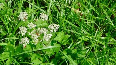 Meditation Loslassen und die innere Freiheit finden mit der Kraft der Platane Meditation Loslassen und die innere Freiheit finden mit der Kraft der Platane