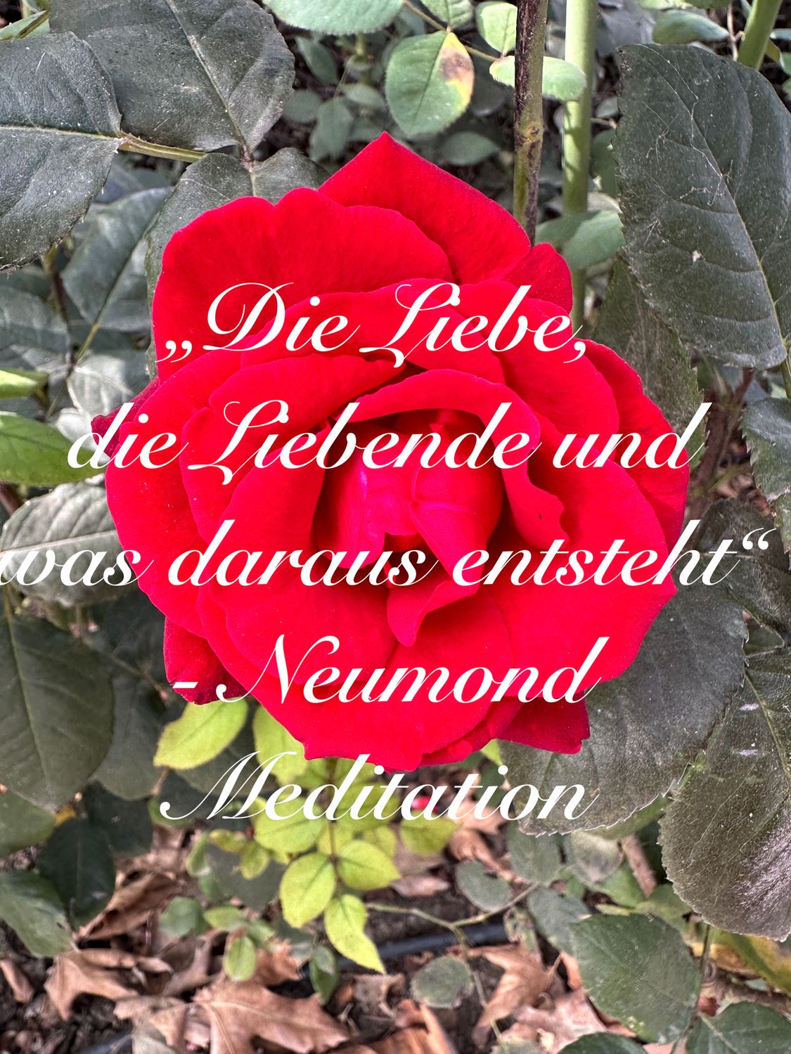 "Die Liebe und die Liebenden und Das, was durch die Liebe entsteht" Neumond Meditation von 6.10.2021 Video